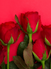 Histoires Damour Site Web