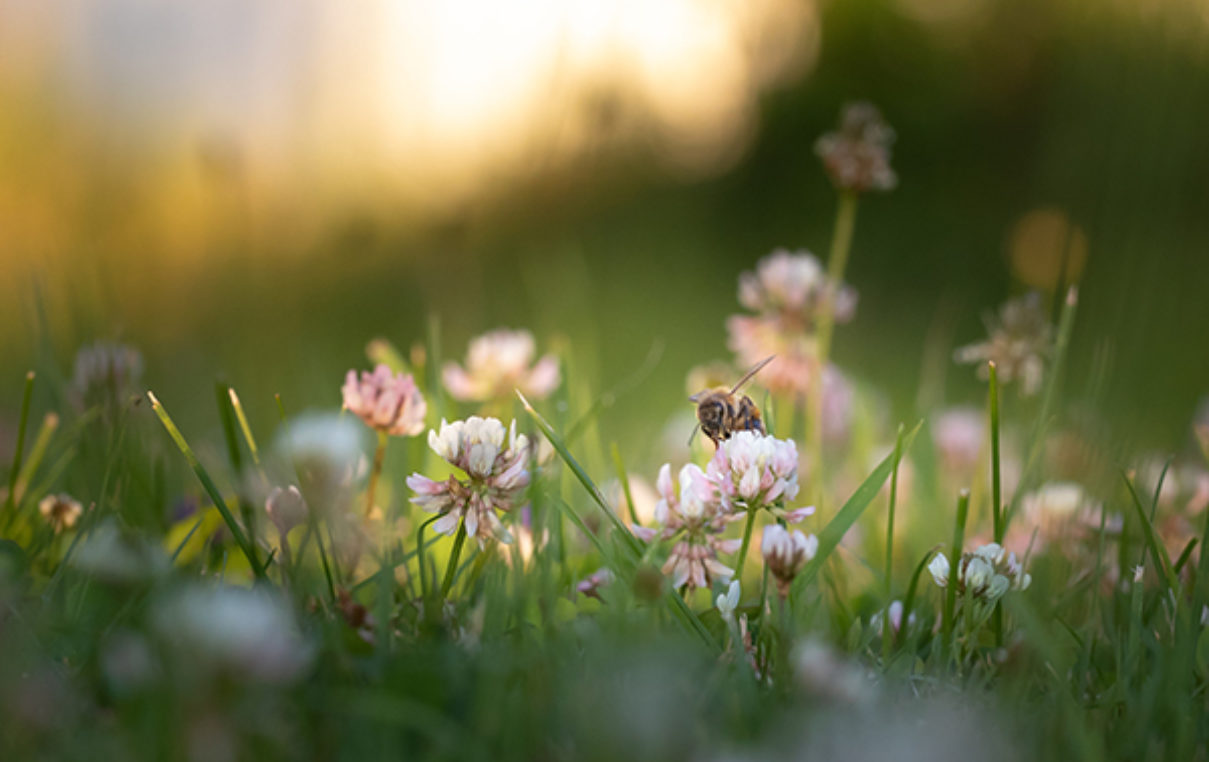 Ved Mai Fleuri